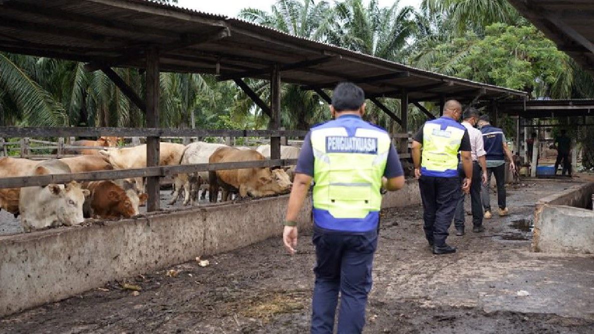 Insiden cemar air: LUAS keluar dua notis terhadap penternak