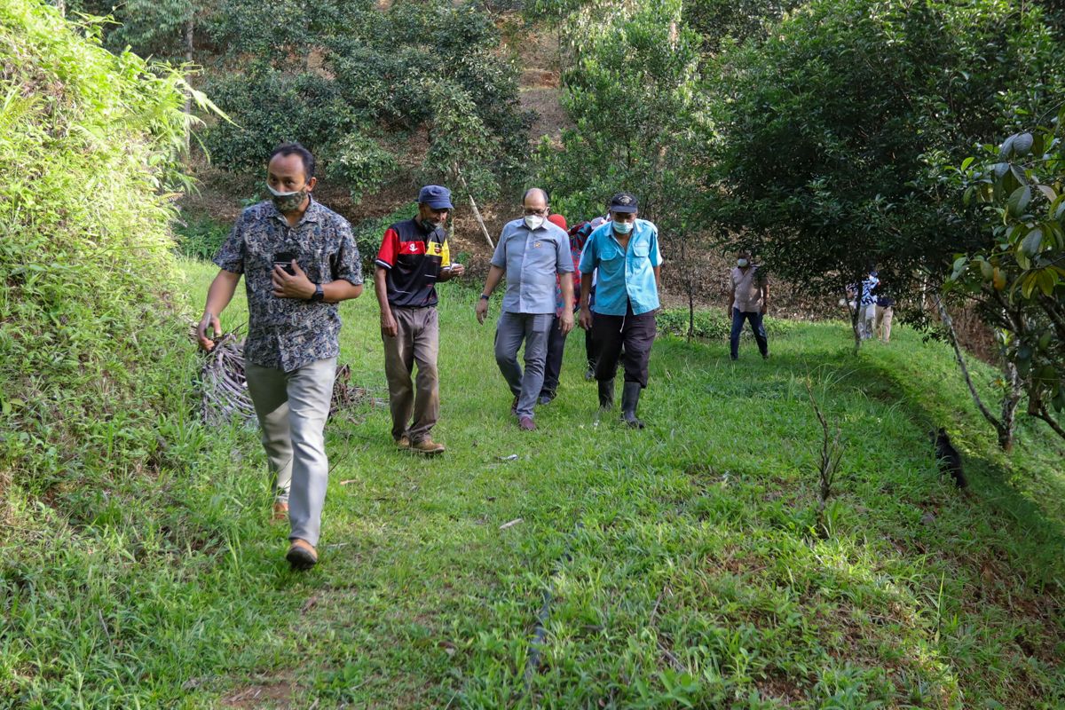 Cempedak madu, nangcem bakal disenarai tanaman bernilai tinggi