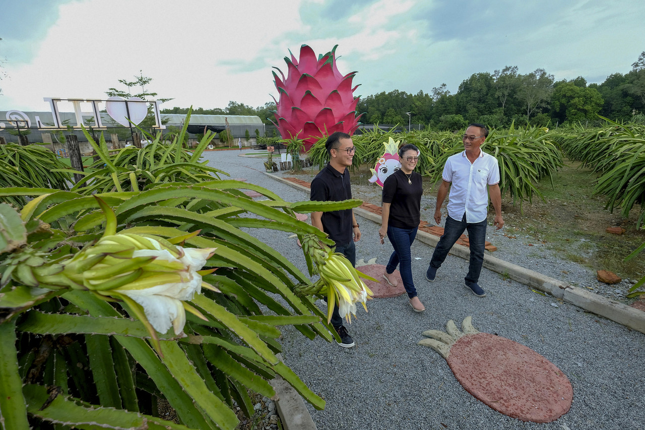 Inovasi jadi penyelamat perniagaan buah naga ketika pandemik
