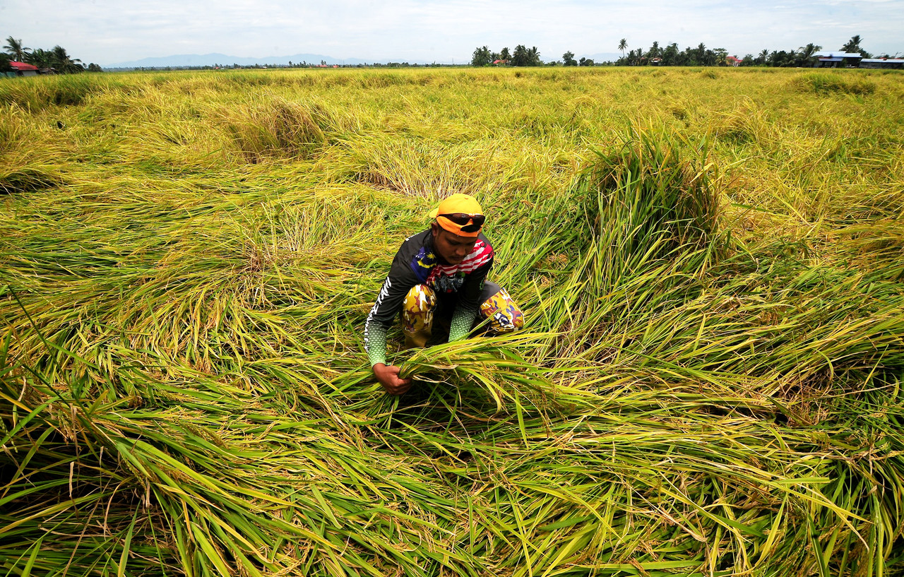 Perubahan iklim jejas jaminan bekalan makanan negara