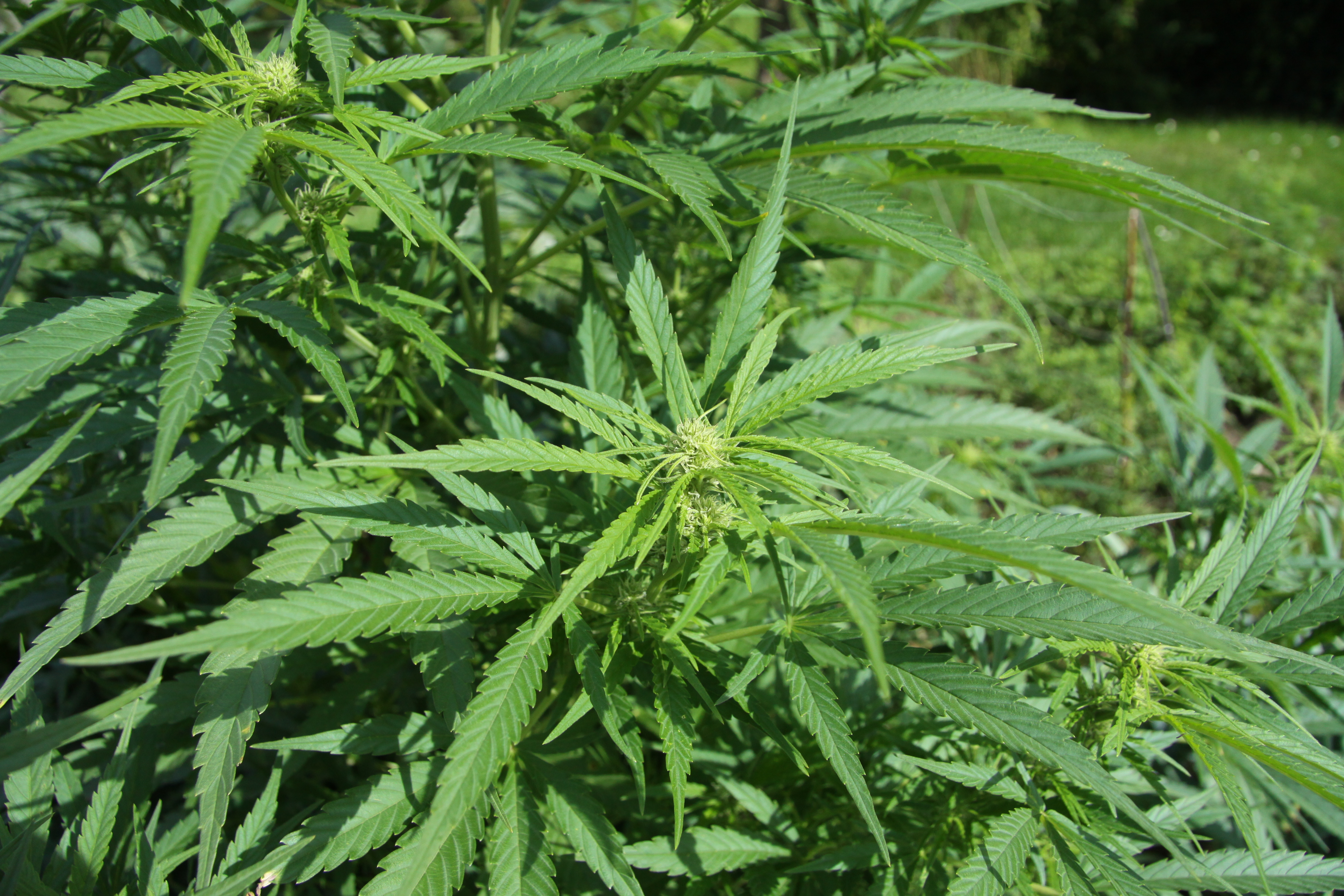MOH welcomes clinical trials on products containing cannabis extract for medical use