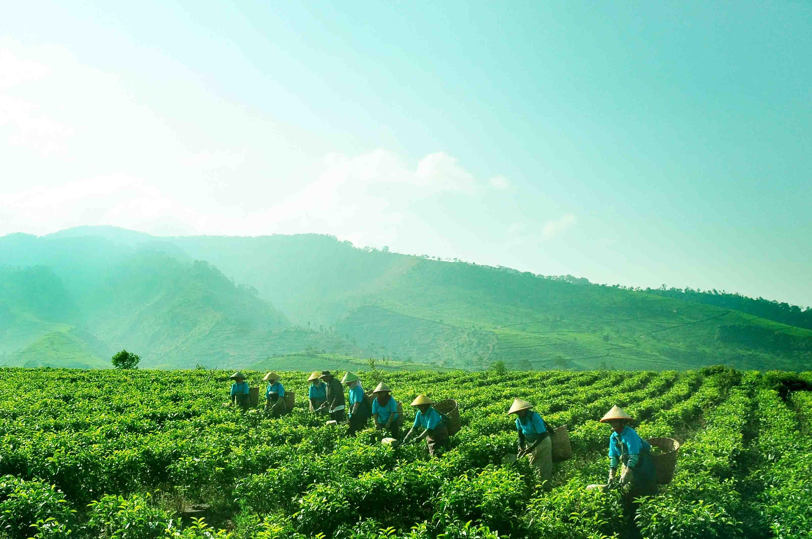 Indonesian tea worth US$4 mln enters Malaysian market via SIBS 2021