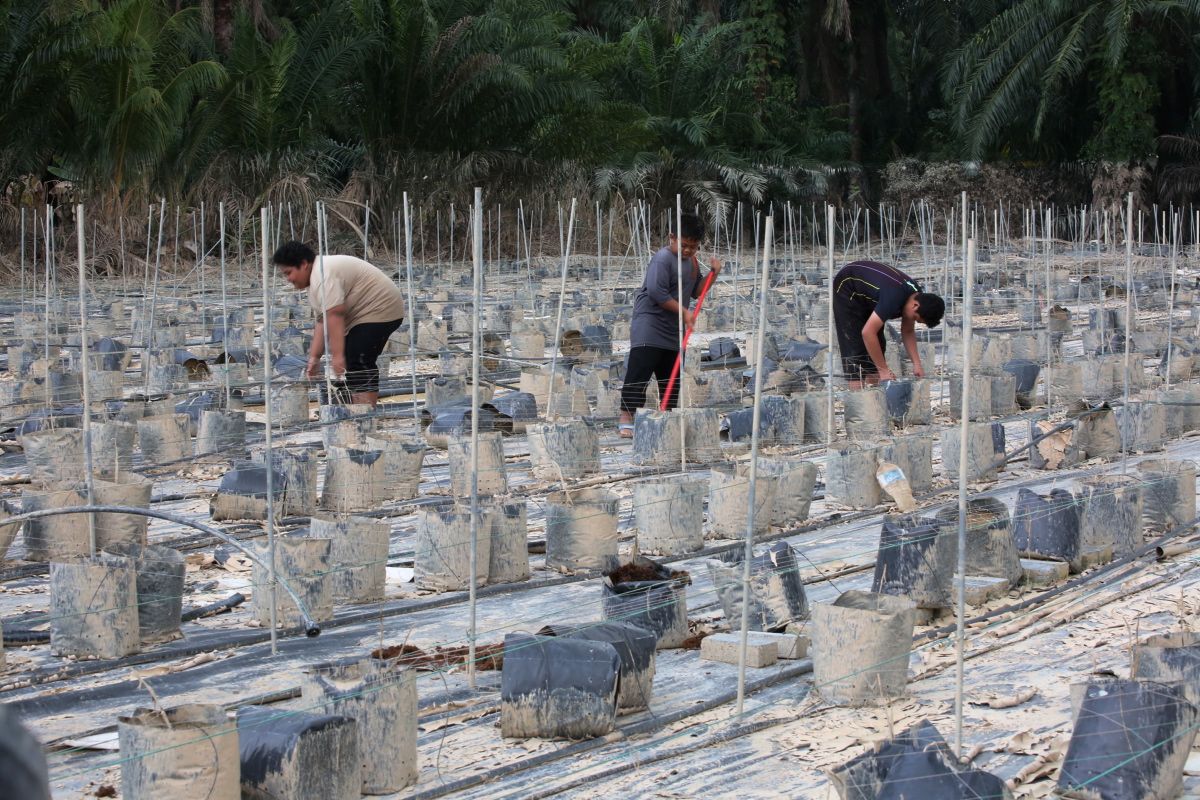 Banjir: Jumlah mangsa di lima negeri menurun