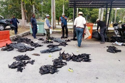 பொது மக்களுக்கு அசௌகர்யத்தை ஏற்படுத்தும் காக்கைகளை சுட எம்.பி.எஸ்.ஜே நடவடிக்கை