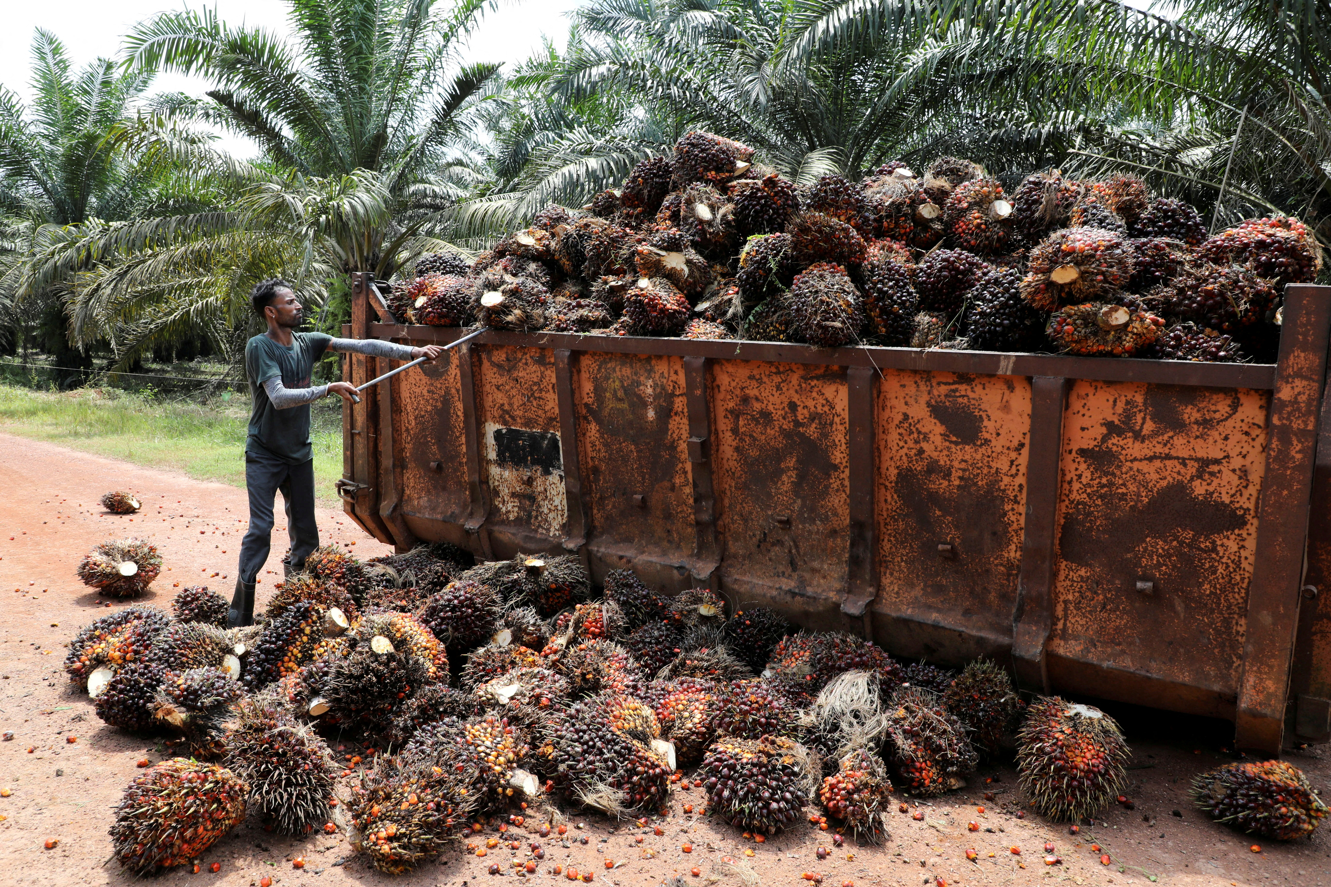 Govt to improve levy collection mechanism, review palm oil windfall profit threshold