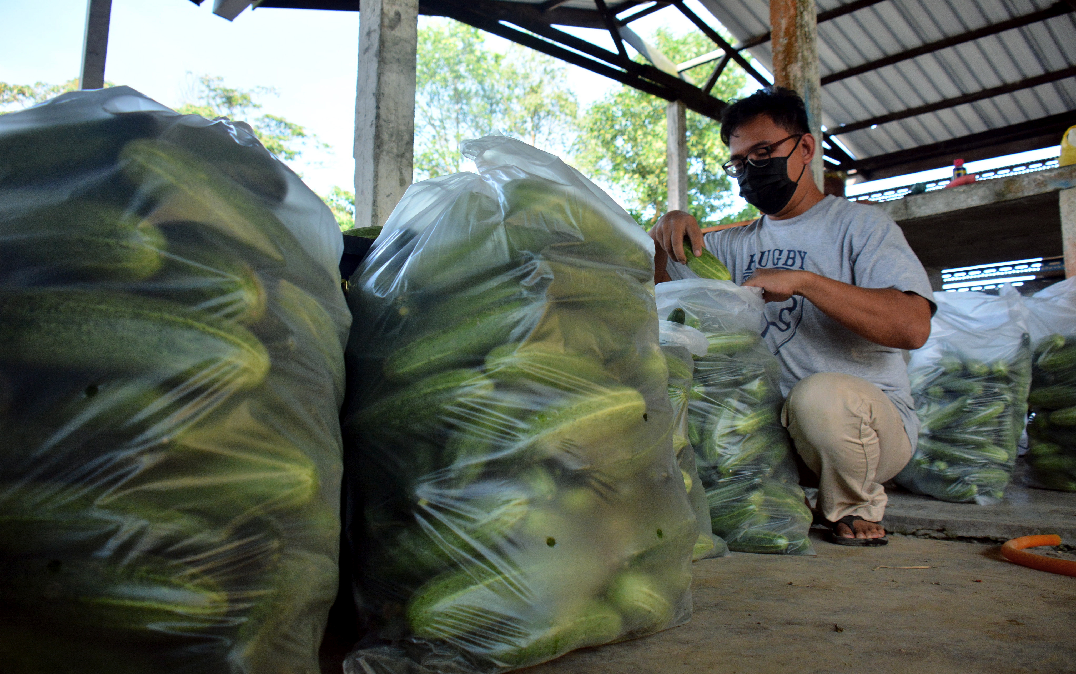 Tiga siswazah jual sayur murah bantu petani, masyarakat