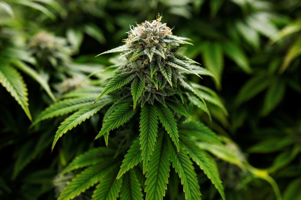 Health Ministry, Home Ministry urged to approve cannabis, hemp, ketum growing for medical purposes