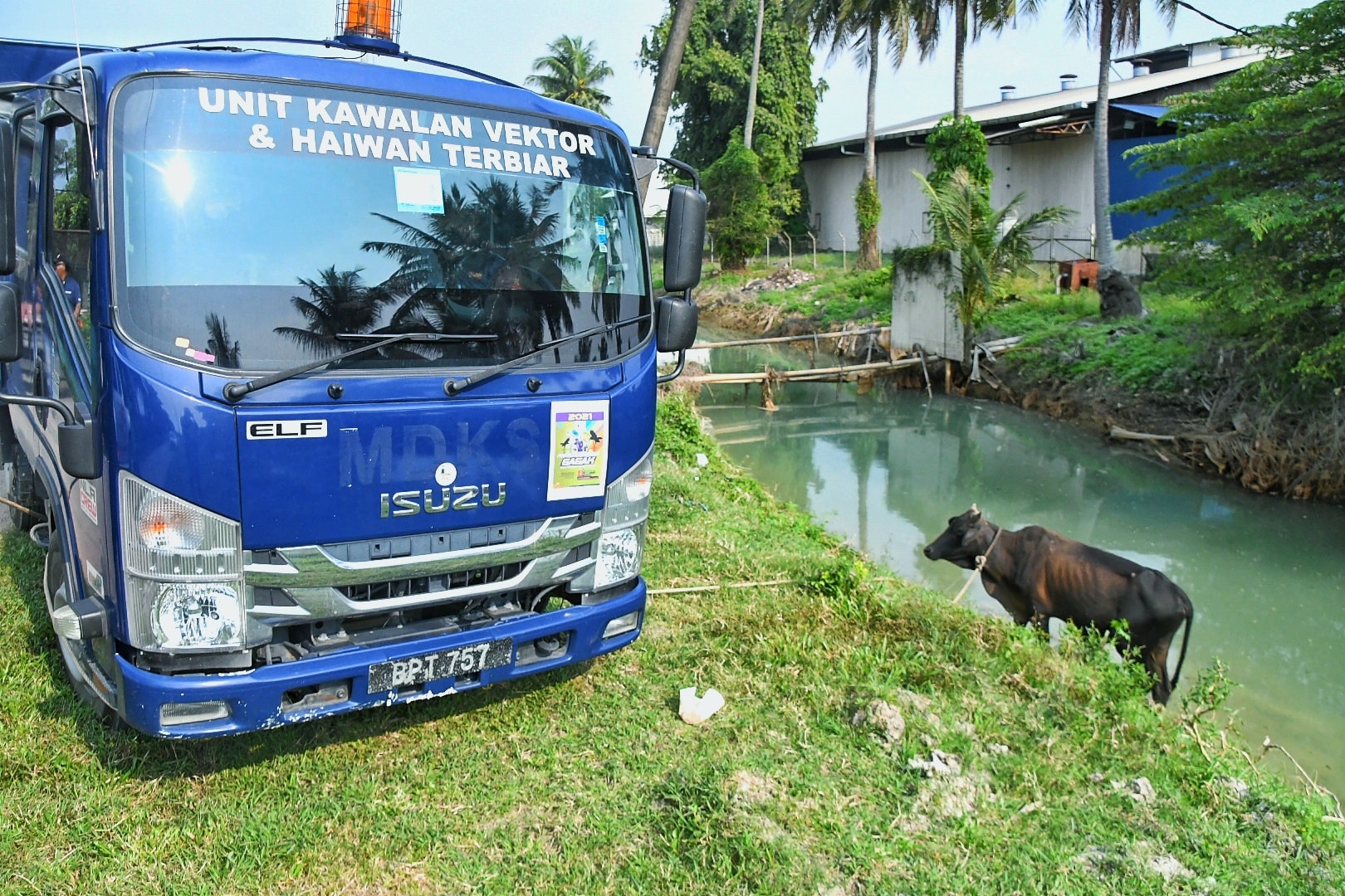 MPKS kompaun empat pemilik lepas ternakan di kawasan larangan
