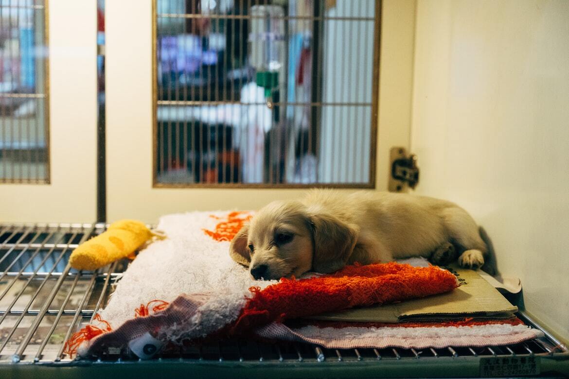 DVS introduces licensing system for animal-related businesses