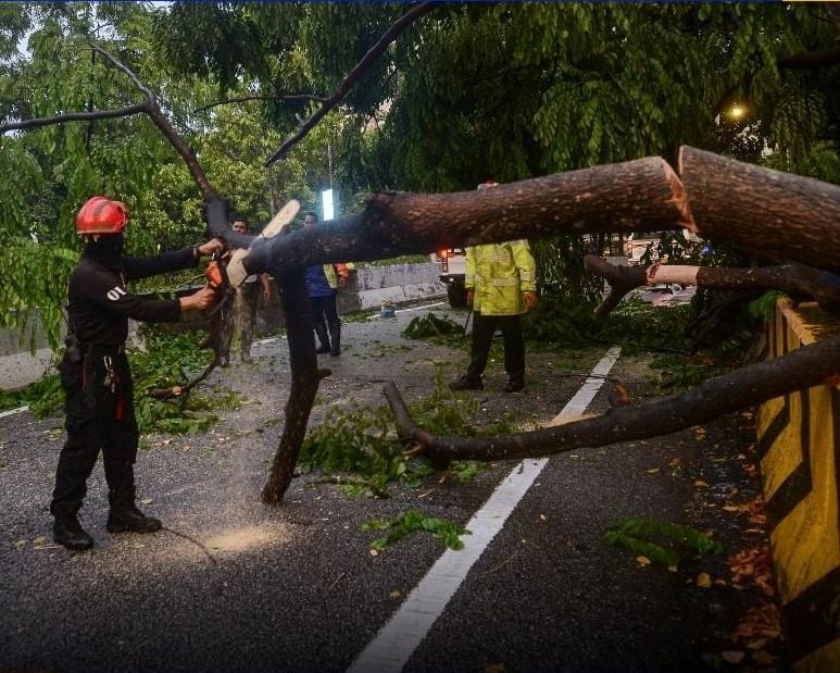 Trees in urban areas face higher risk of falling in bad weather — Expert