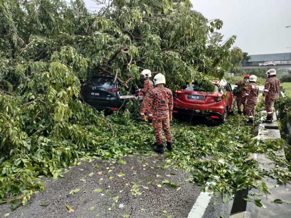 Vehicles crushed by falling trees, parking roof in Section 13, no injuries reported