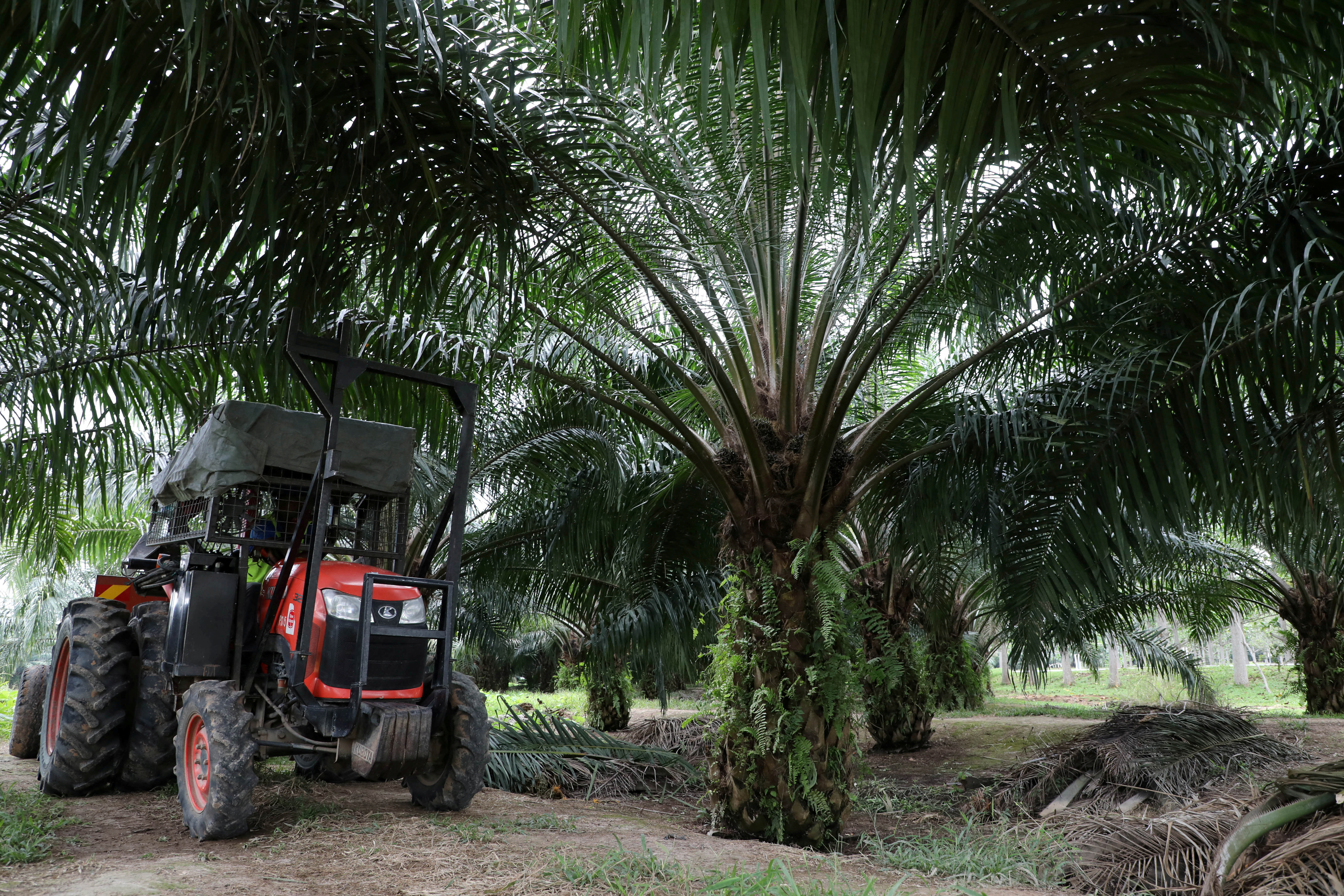 Malaysia not impacted by Indonesia’s lifting of palm oil exports ban
