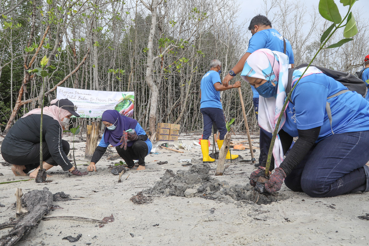 Kerajaan Negeri pantau lokasi tumpuan curi pokok bakau