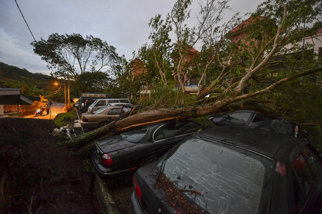 Twenty vehicles damaged by falling trees during heavy rain in Cyber Valley
