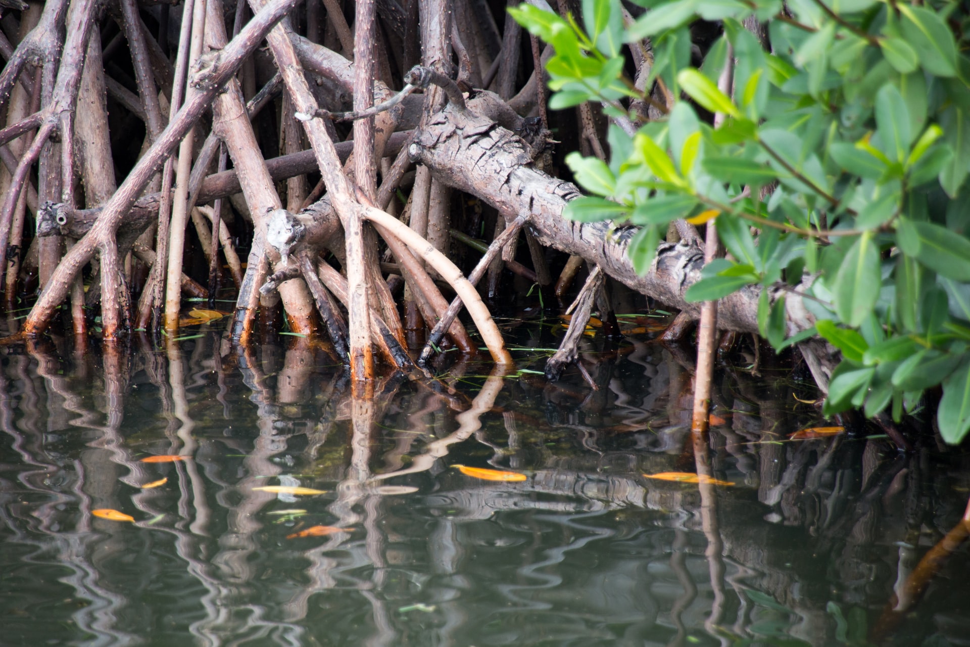 Planting of mangrove trees along coastline to continue