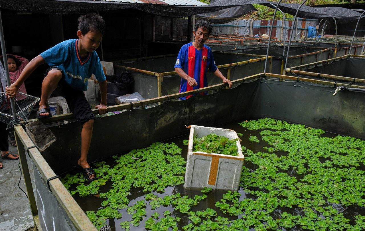 Kanak-kanak 10 tahun tidak kekok ternak ikan peliharaan bapa