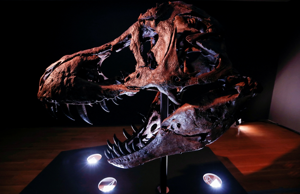 Scientists propose Tyrannosaurus had three species, not just 'rex'