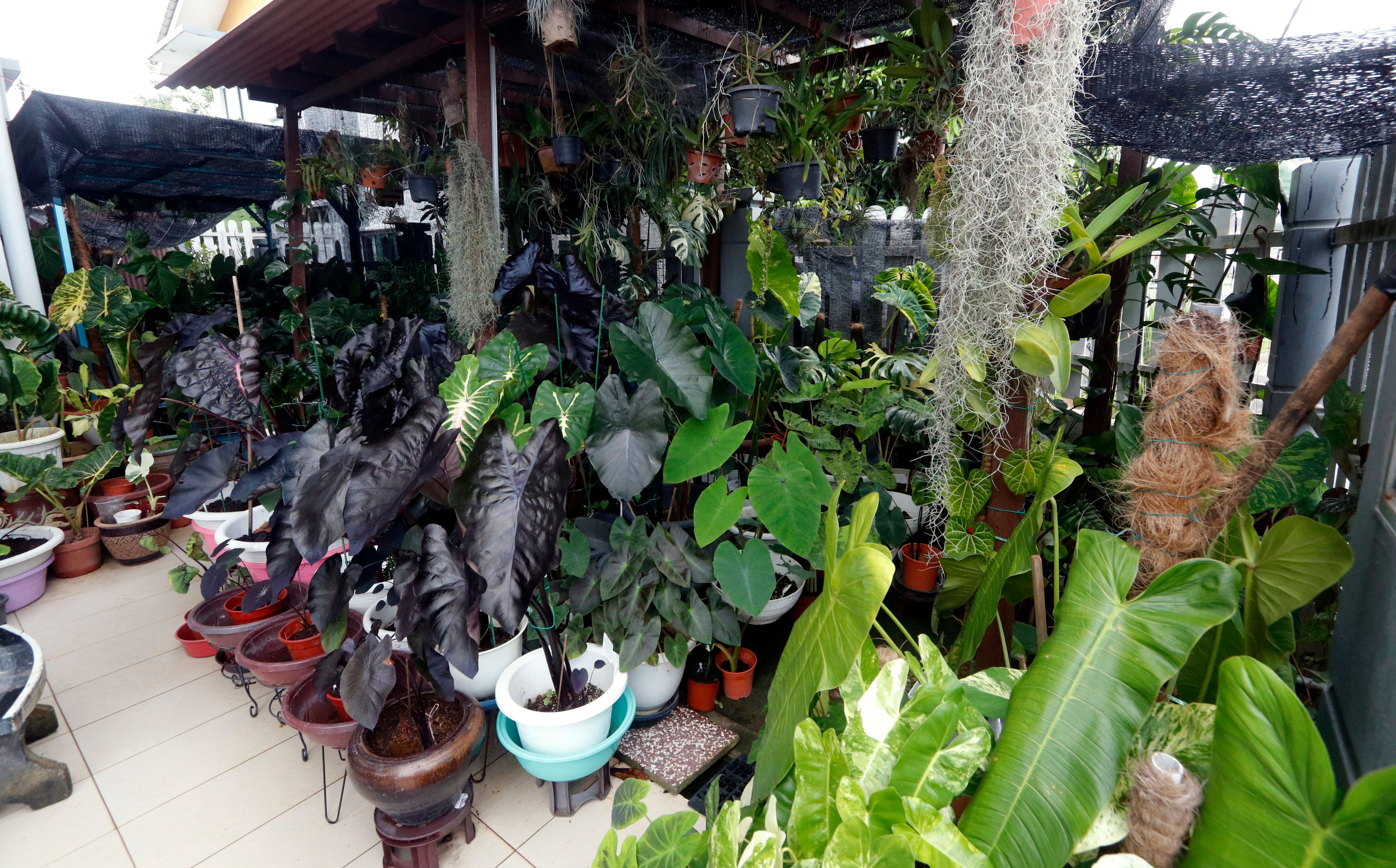 'Keladi kayangan' ubah nasib ibu tunggal, pandangan pengusaha