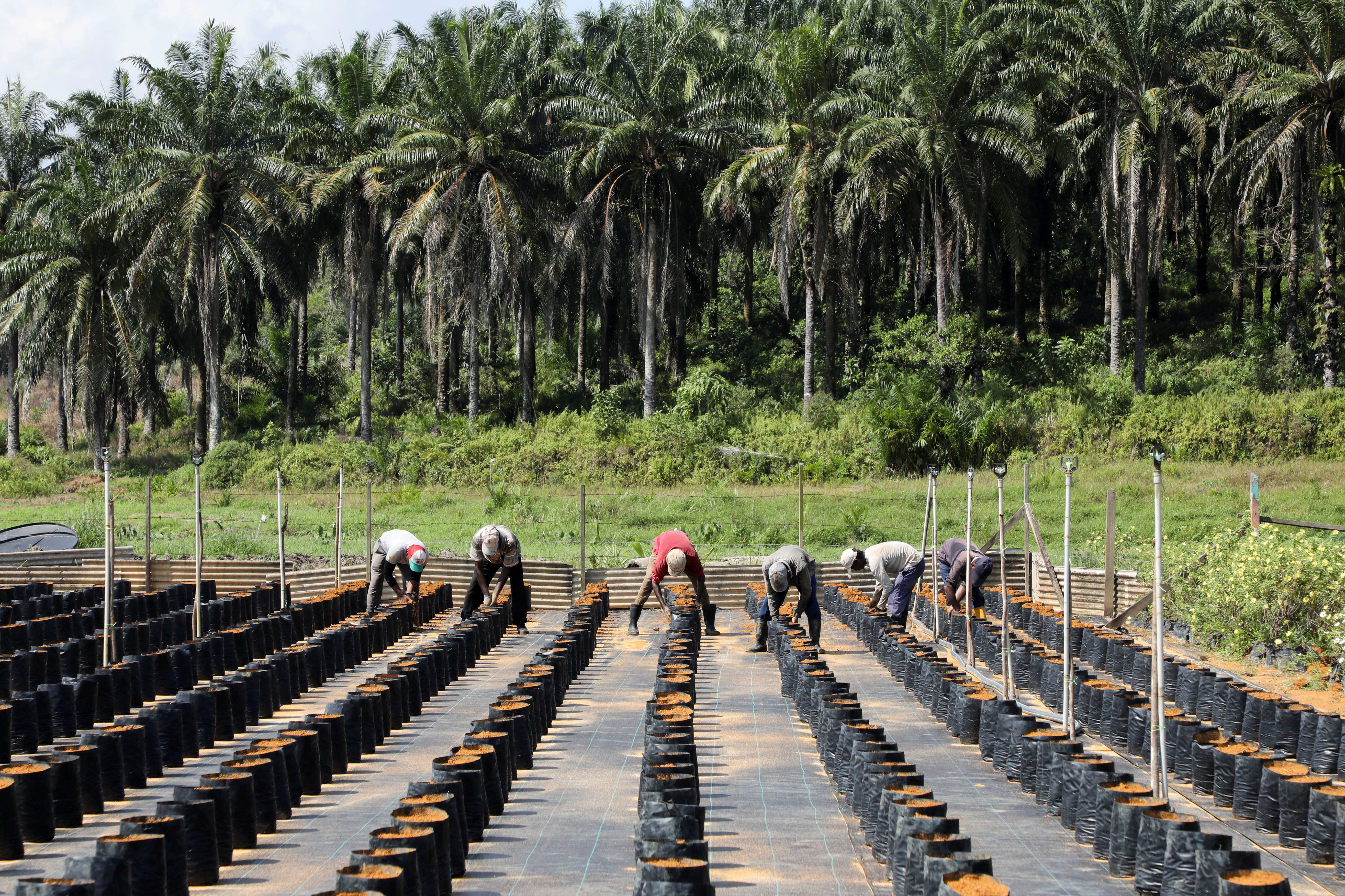 No decision yet on EUDR low risk status for Malaysian palm oil, benchmarking ongoing