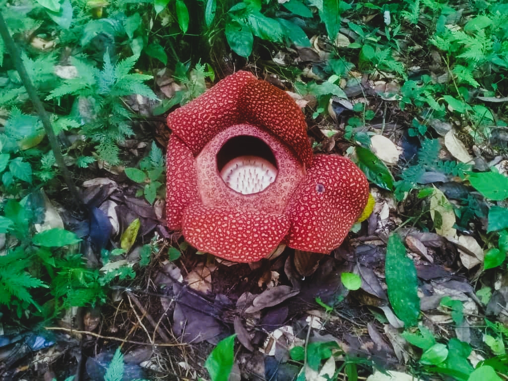 World's largest flower takes years to grow but blooms for only a week