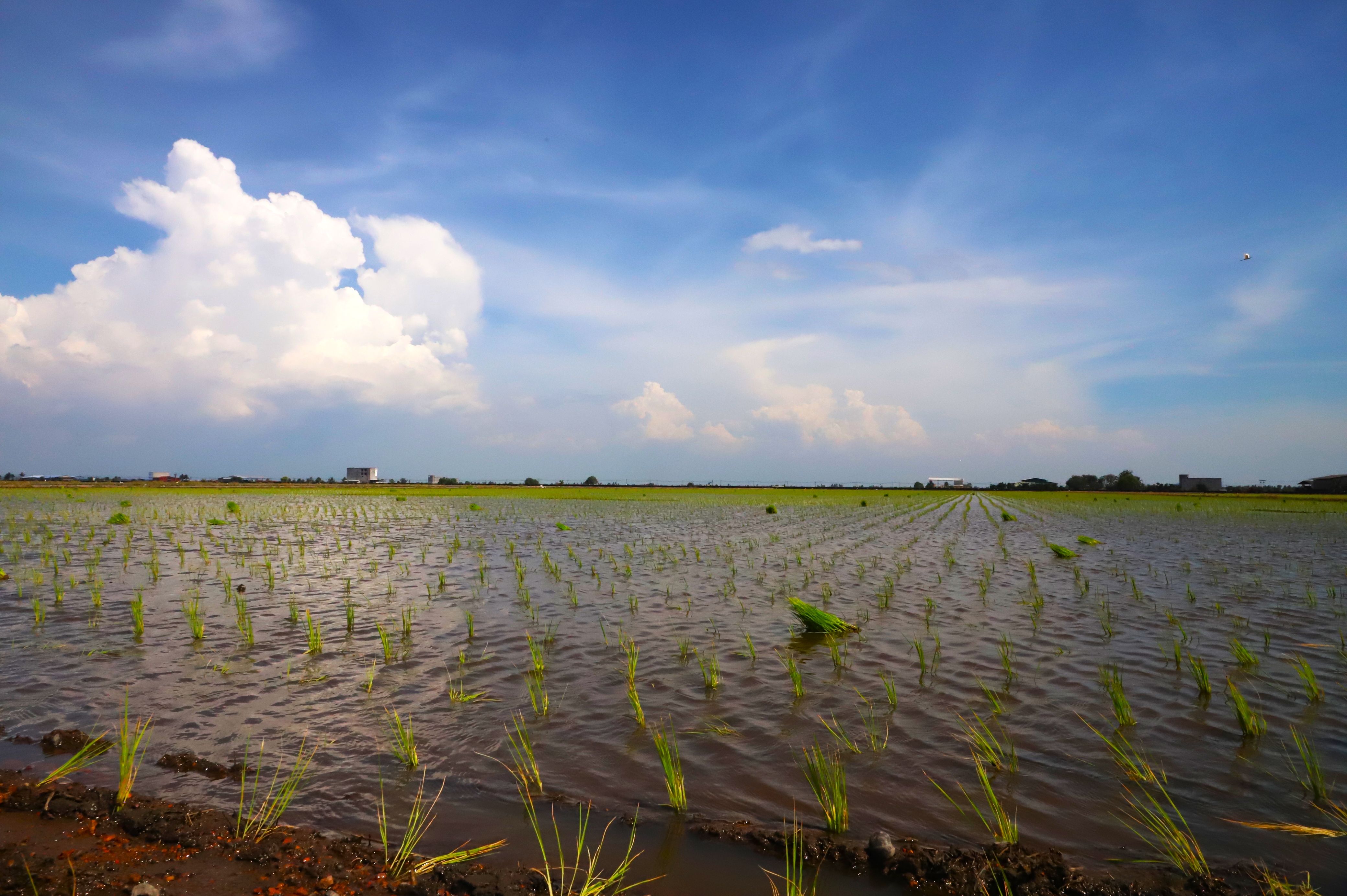 【雪州议会】积极开放未充分利用土地   依兹汉：旨加强粮食安全