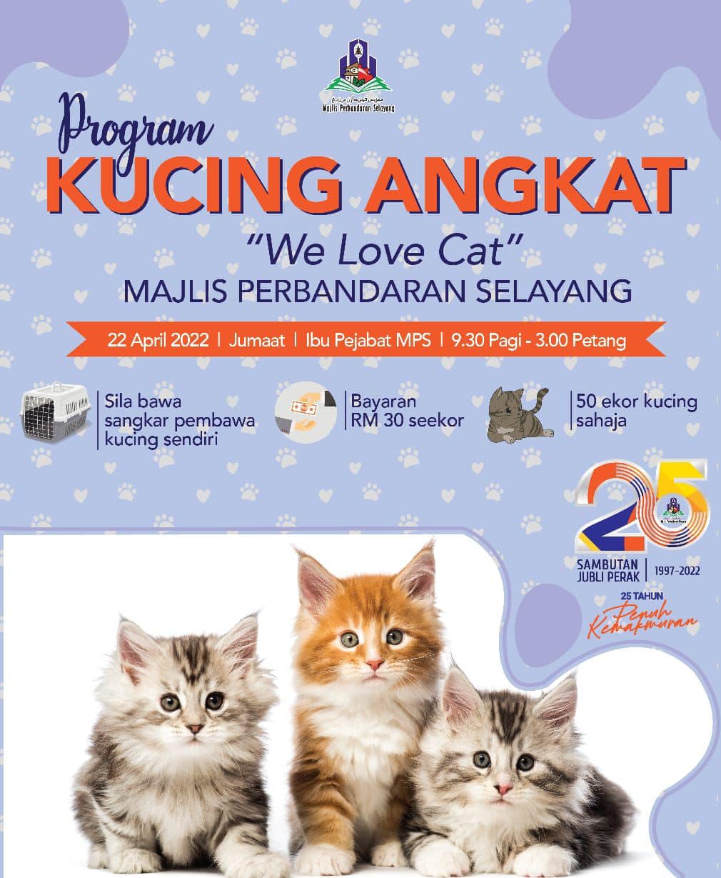 MPS ajak pencinta kucing jadi 'keluarga angkat'