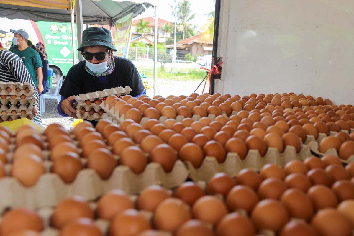 Subsidi telur ayam ditamat sepenuhnya mulai 1 Ogos