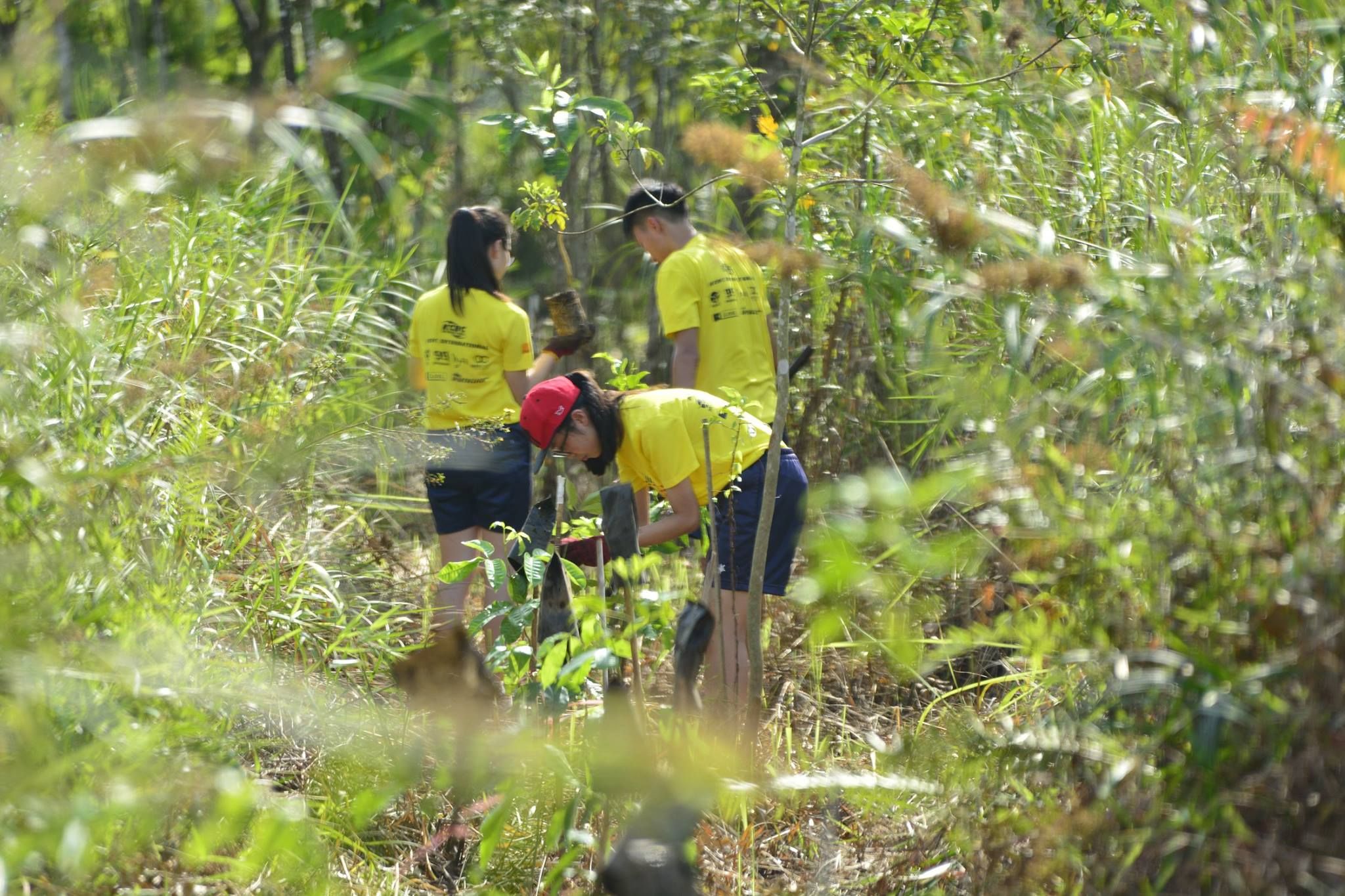 世界地球日专访：守护地球“绿肺”之二：10年内植树1亿棵 冀三分一面积列林地
