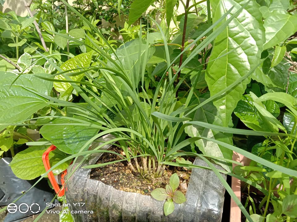 Mengkudu bantu kurangkan sel barah, daun sireh ada khasiat antipenuaan