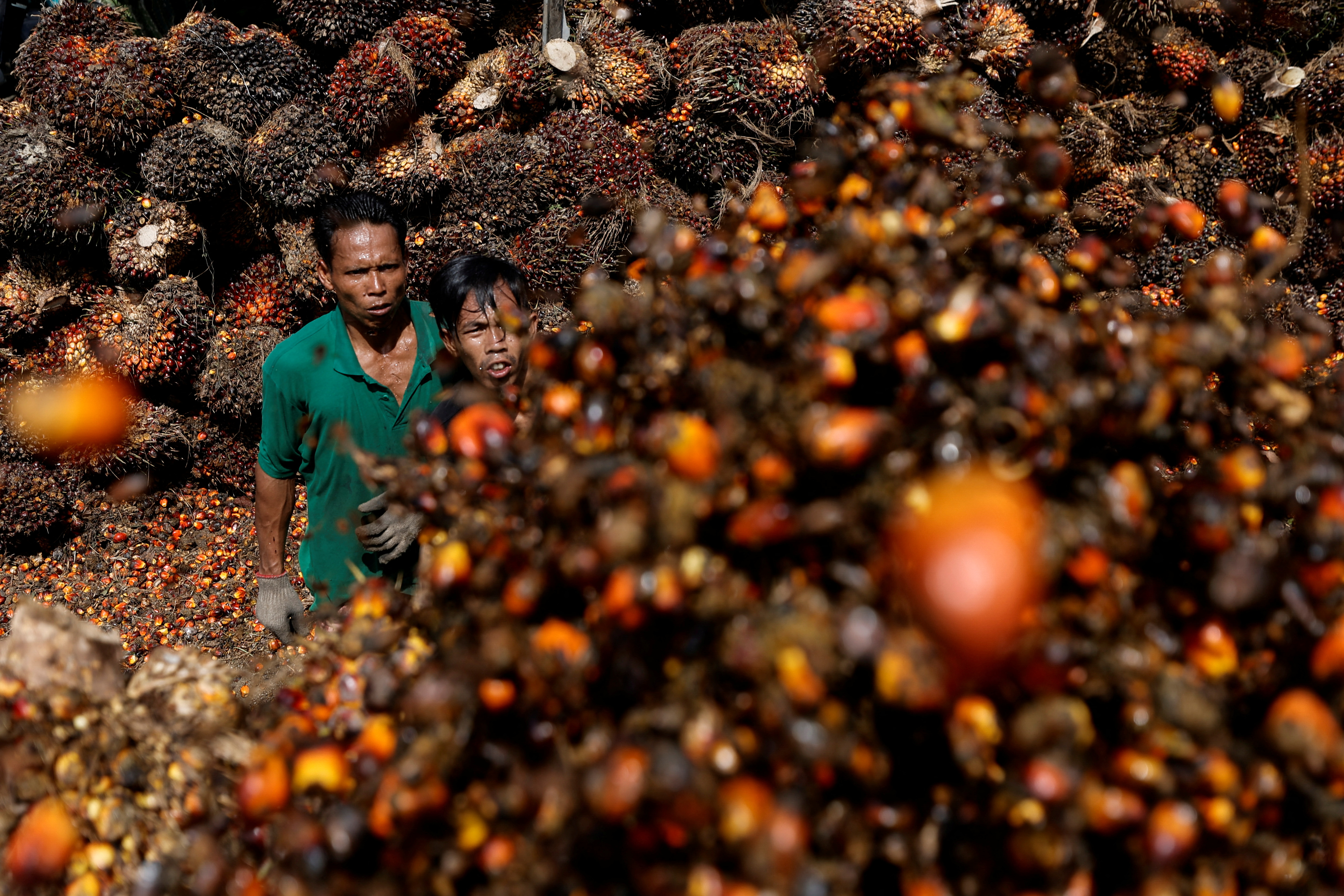 Indonesia's palm oil groups urge levy cuts to offset US tariff impact