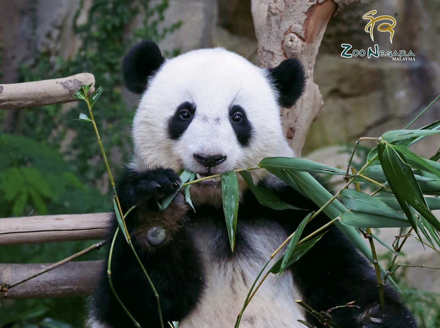 Third Malaysian-born giant panda cub named Sheng Yi