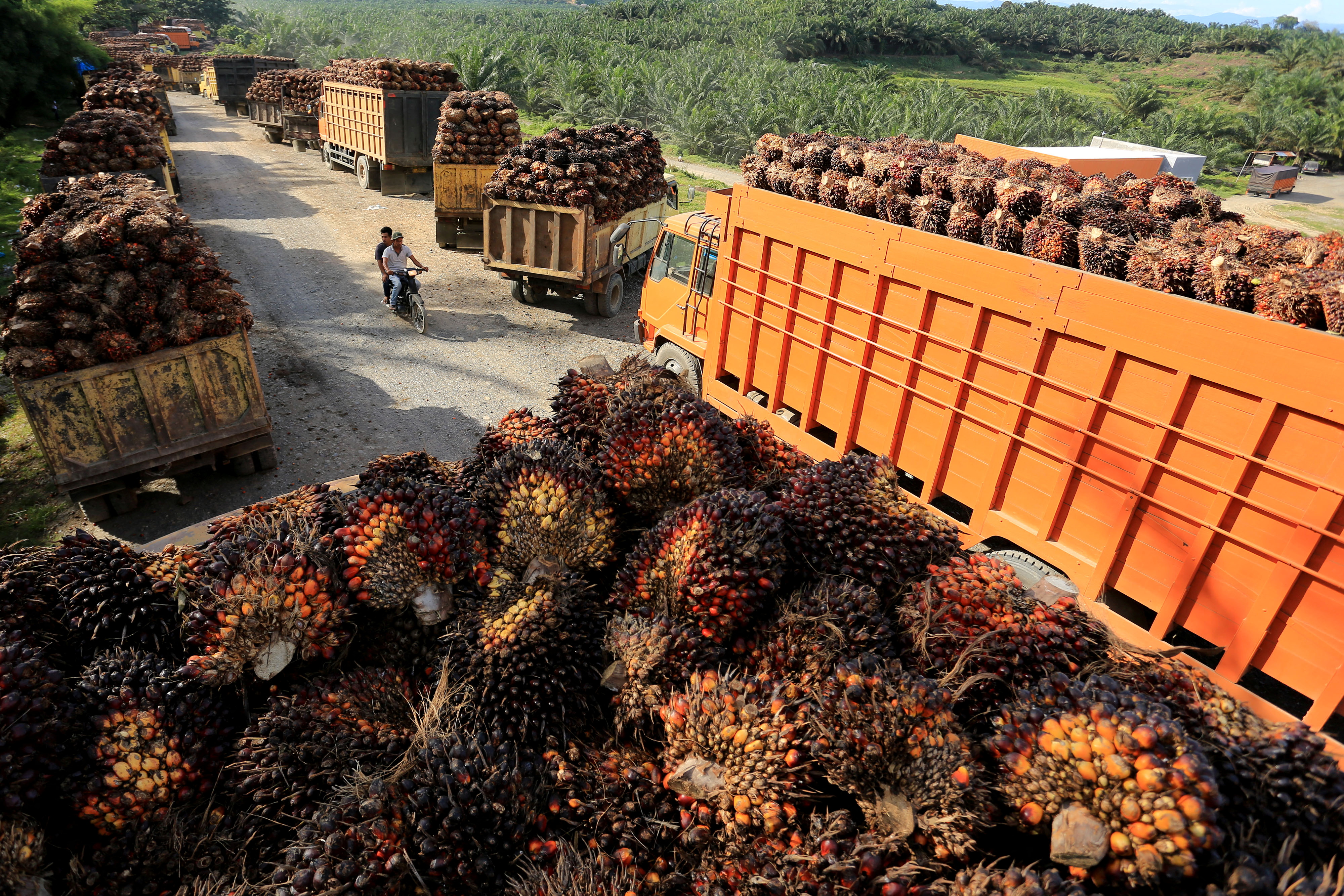 Palm oil mission concludes on high note with UK set to recognise MSPO