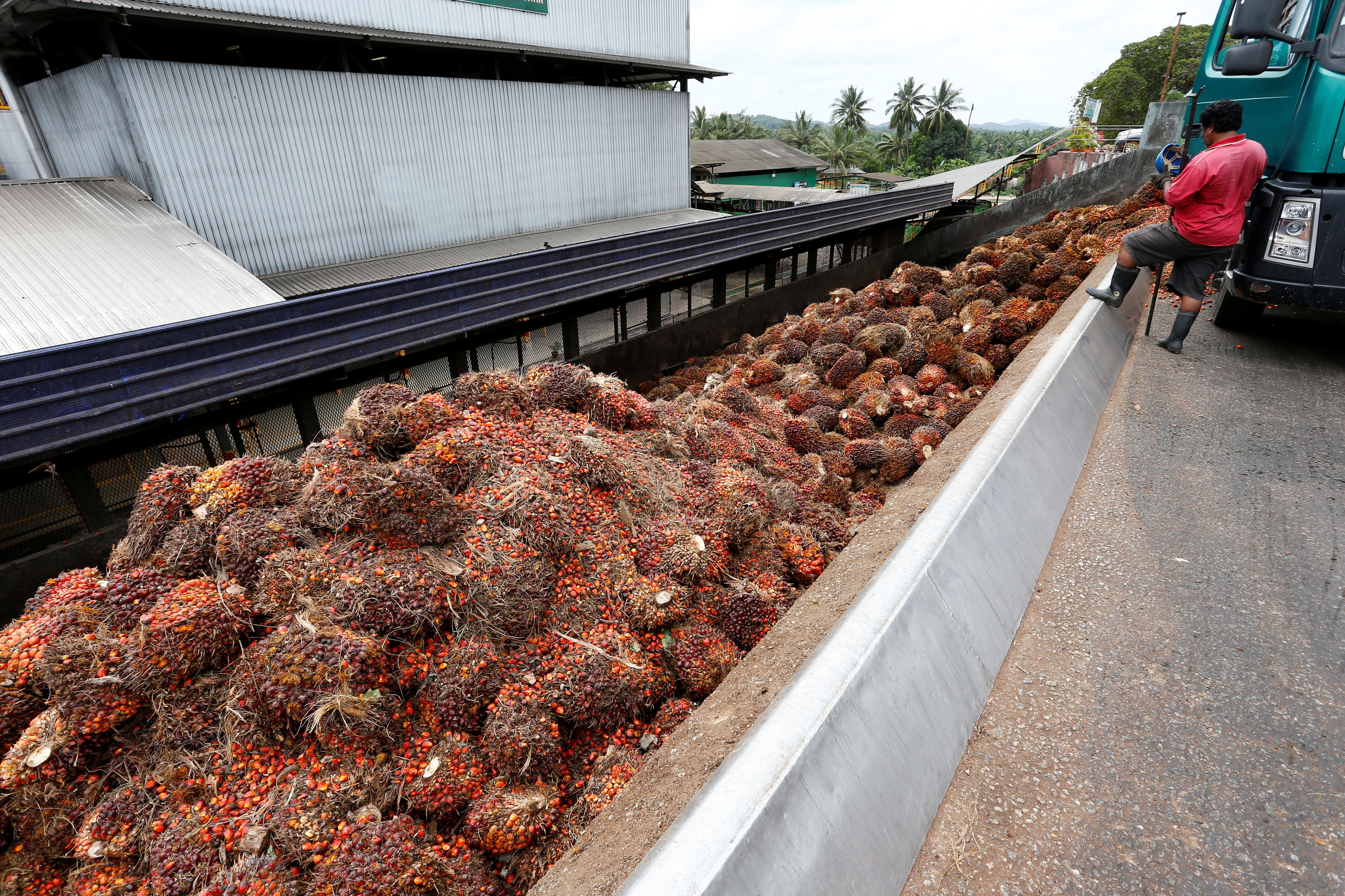 EU ban on palm oil imports in biofuel seen as biased
