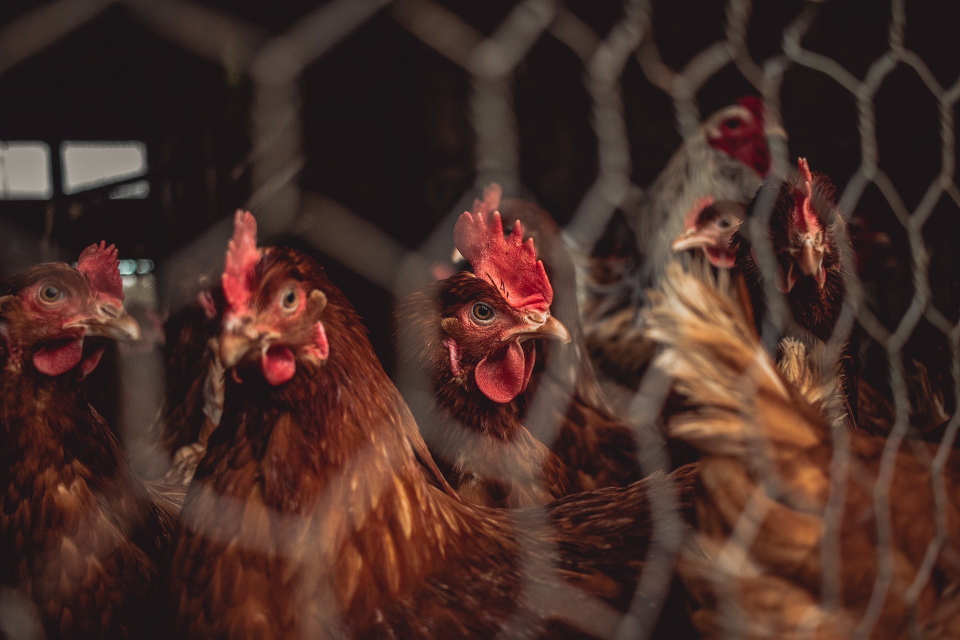 Govt agrees to set up chicken stockpile to address supply shortage