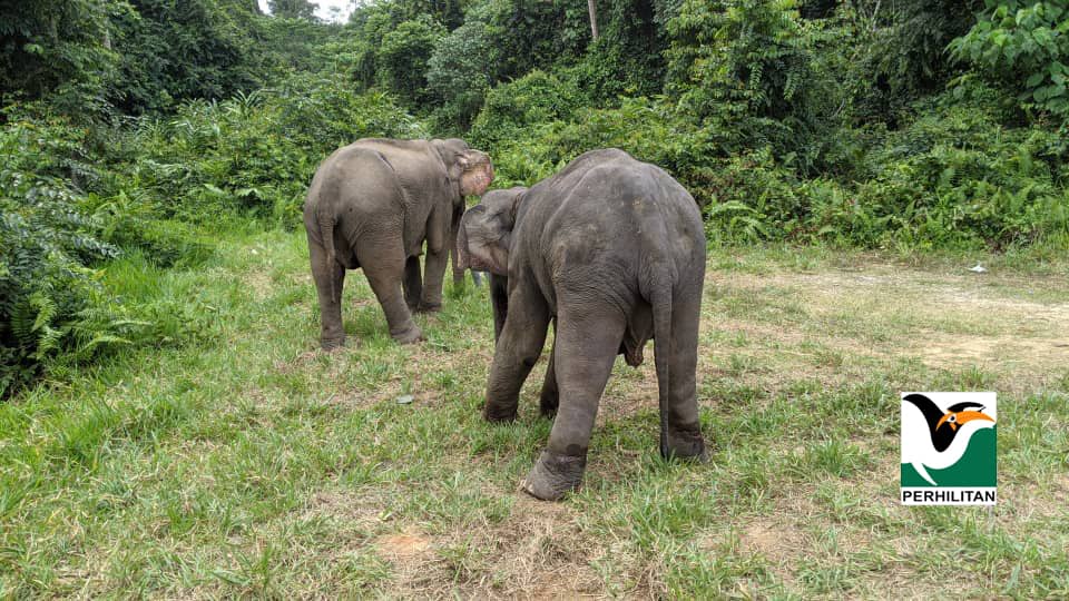 Gajah sesat terlibat kemalangan ditangkap, akan dilepas ke hutan simpan
