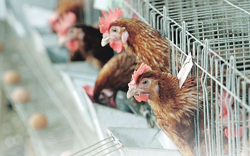 கால்நடைத் தீவன உற்பத்தியில் புதிய செயல்முறை- சிலாங்கூர் அரசு அமல்படுத்தும்