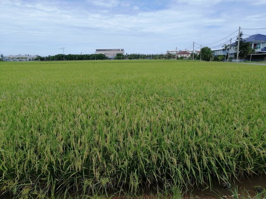 黄瑞林已致函农业部反映稻农困境 雪州政府致力提供补贴减成本