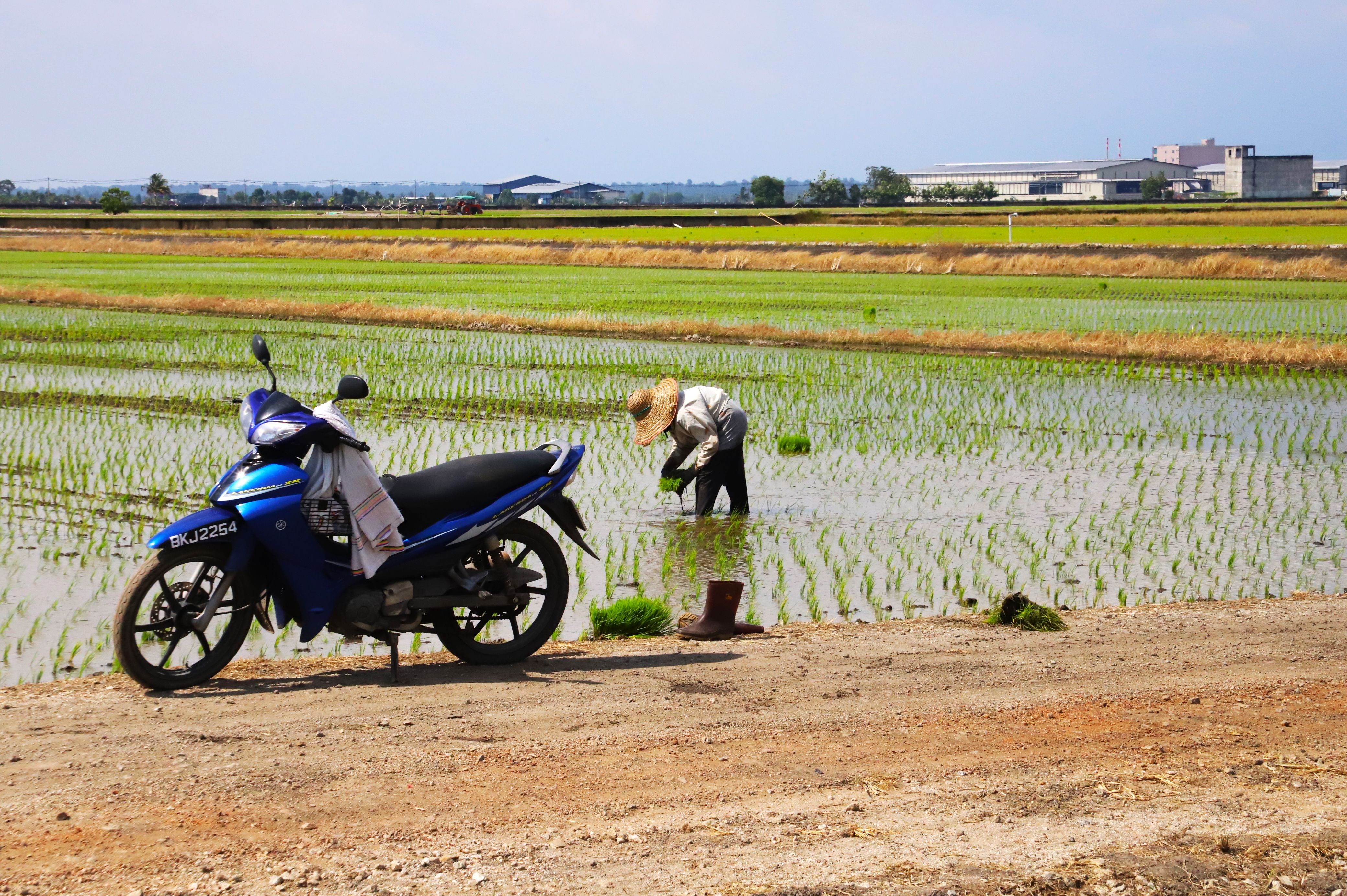 叶光华：稻农受打压 年轻人不爱耕种