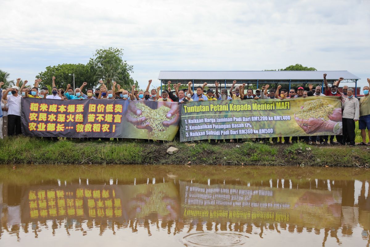 நெல்லுக்கான உச்ச வரம்பு விலையை உயர்த்துவீர்- சபாக் பெர்ணம் விவசாயிகள் கோரிக்கை