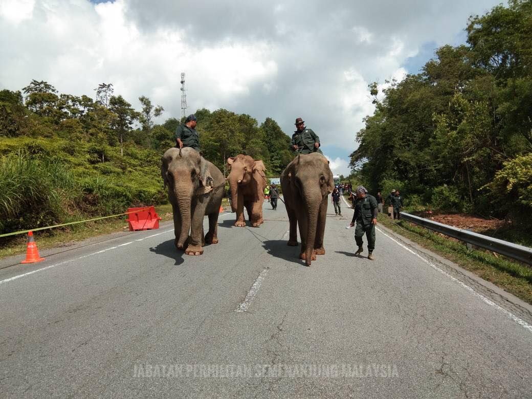 கிழக்கு - மேற்கு நெடுஞ்சாலையில் செல்லும் வாகன ஓட்டிகள் யானைகள் நடமாட்டம் குறித்து எச்சரிக்கையாக இருக்க வேண்டும்