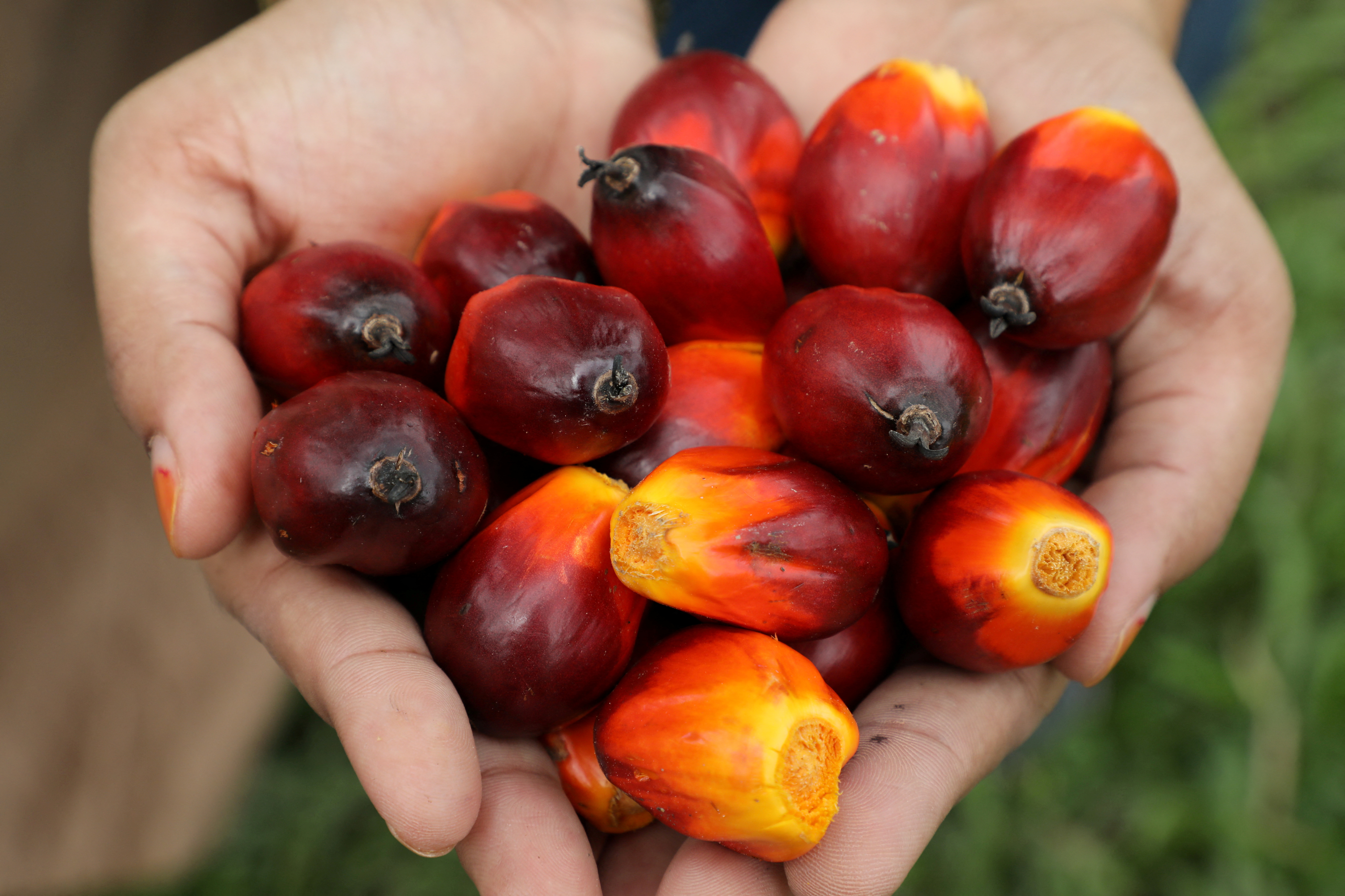 Palm oil market remains positive with strong India, China, EU demand