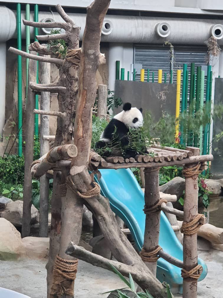 兴兴靓靓第3名幼崽取名“升谊” 意义马中情谊再升华