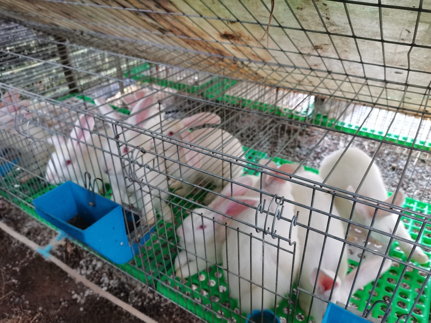 Design engineer leaves lucrative job to start rabbit farming business in Sepang