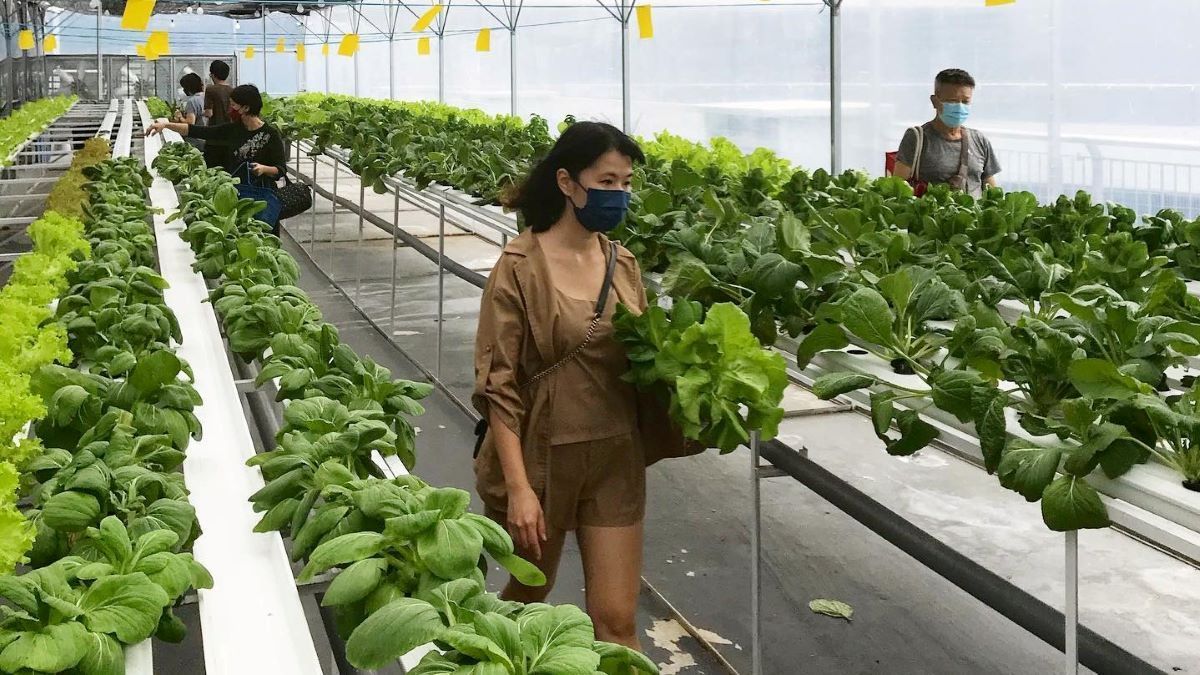 Organic vegetables ripe for the plucking on 1Utama's rooftop