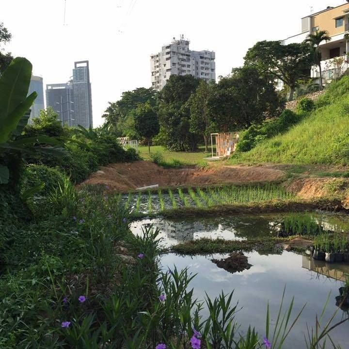 Pusat komuniti kebun Bangsar dikenakan tindakan kerana bela haiwan