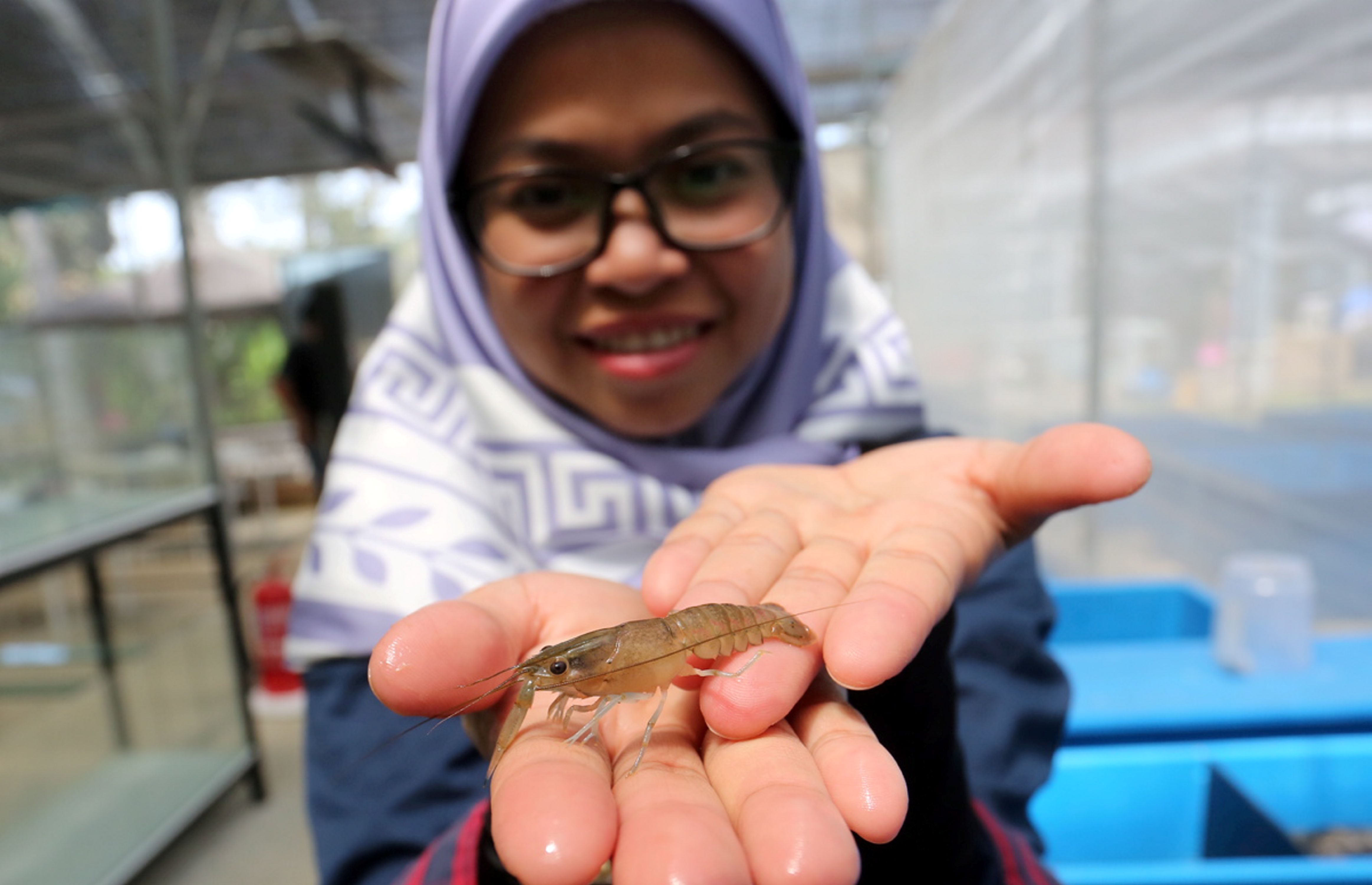 Ternakan udang kara musnah, usahawan ikon bangkit dari bah besar