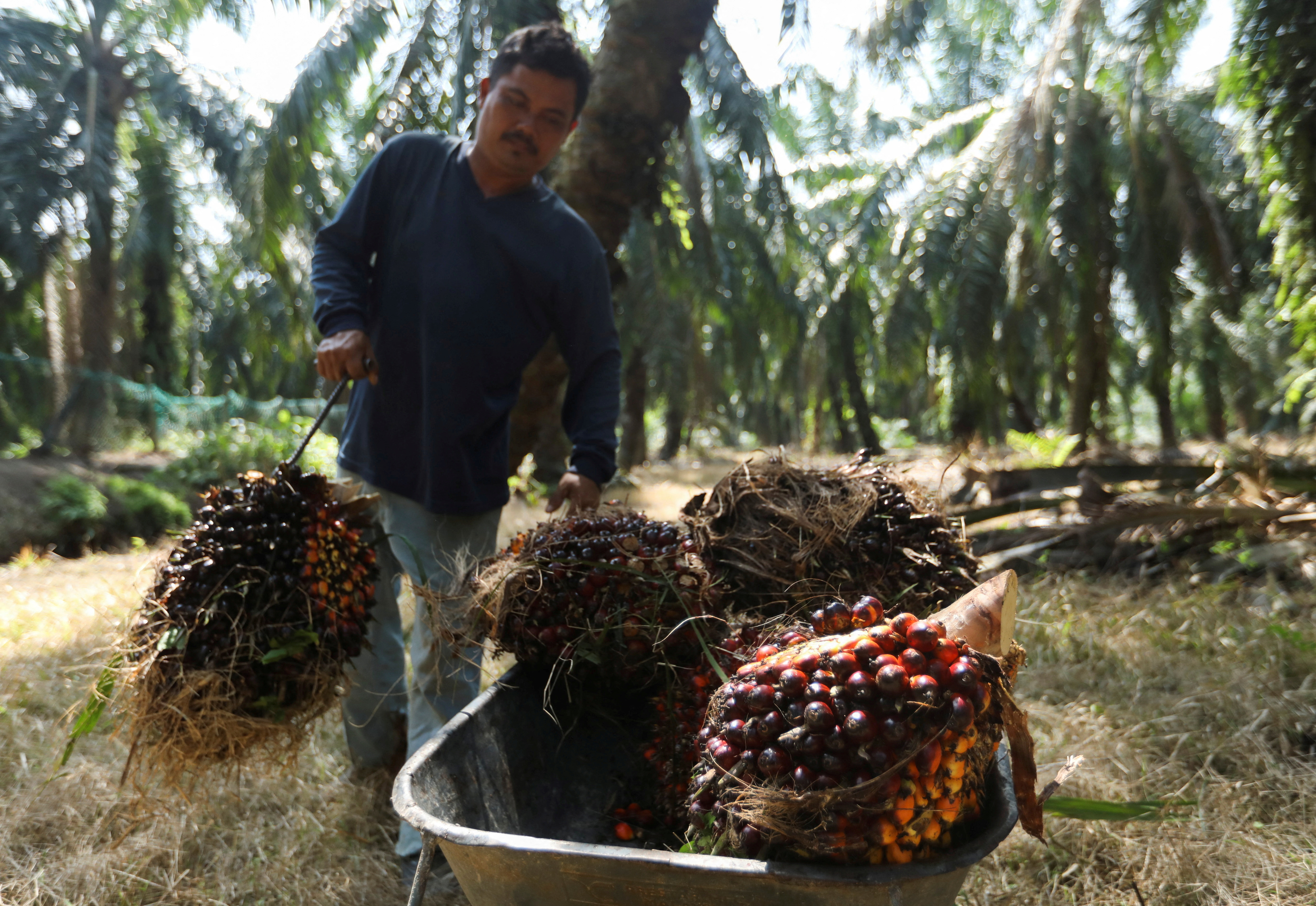 India's palm oil imports drop 36 pct in February