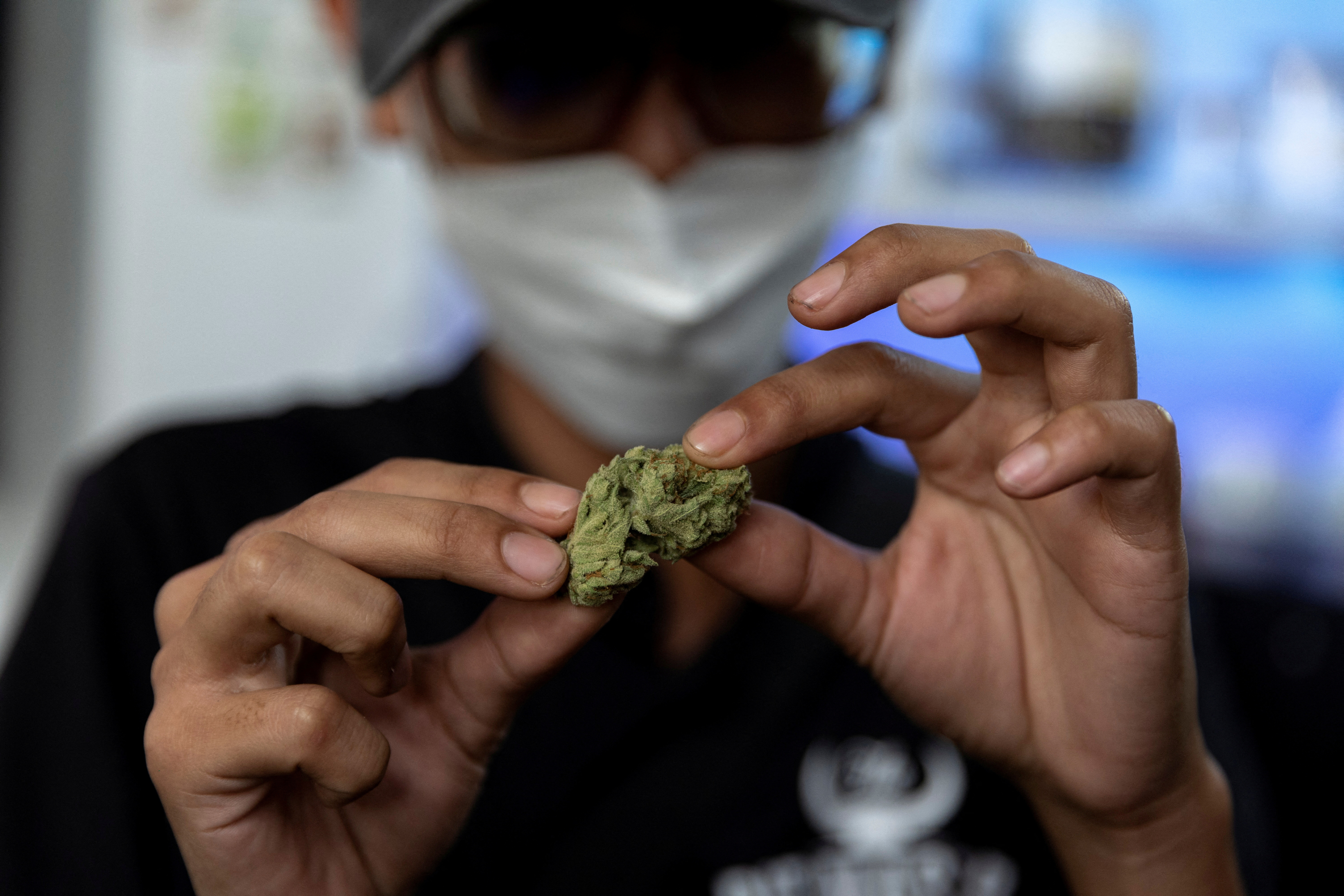 Cannabis use has risen with legalisation, Covid-19 lockdowns — UNODC