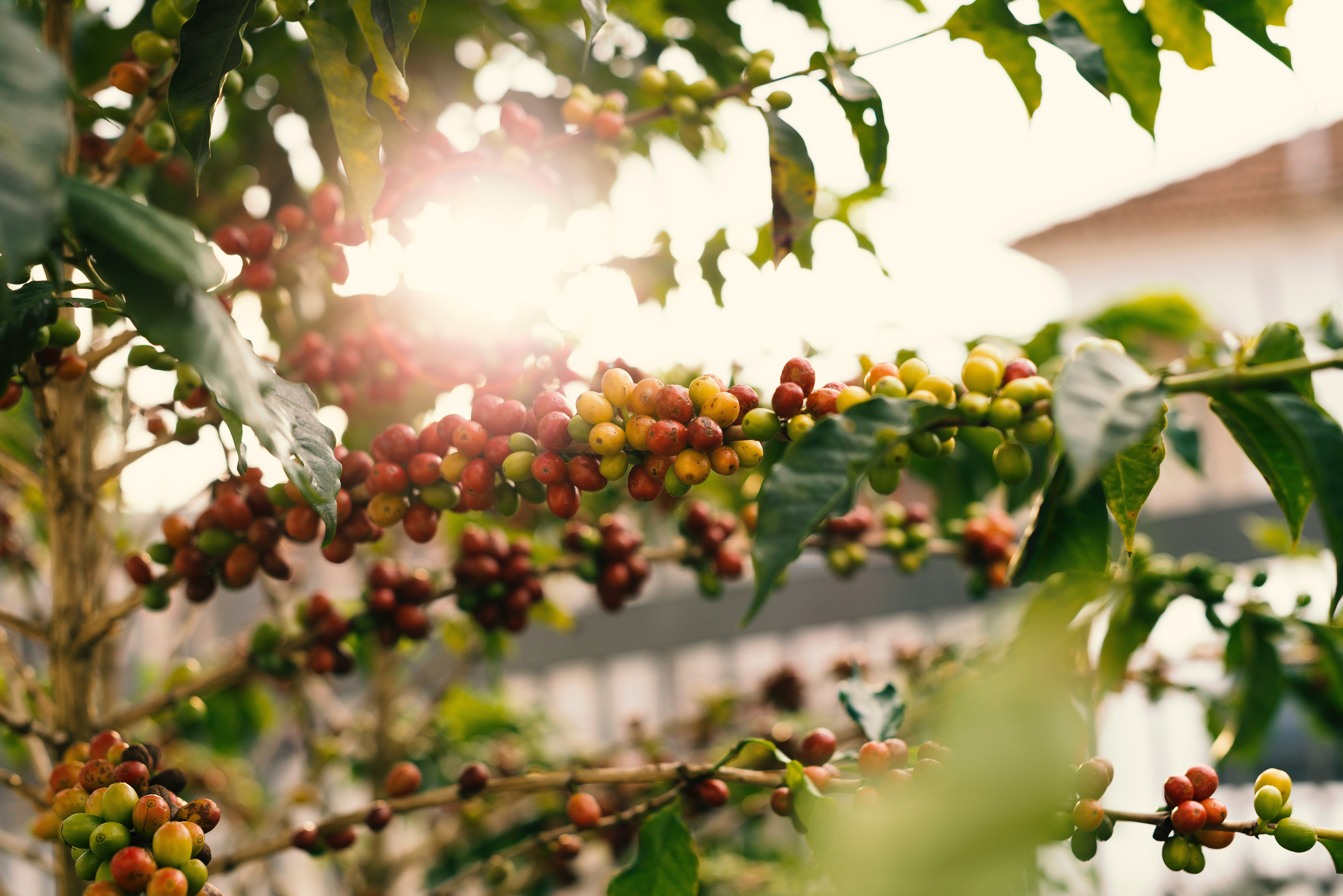 Vietnam to replant 107,000 hectares of coffee by 2025