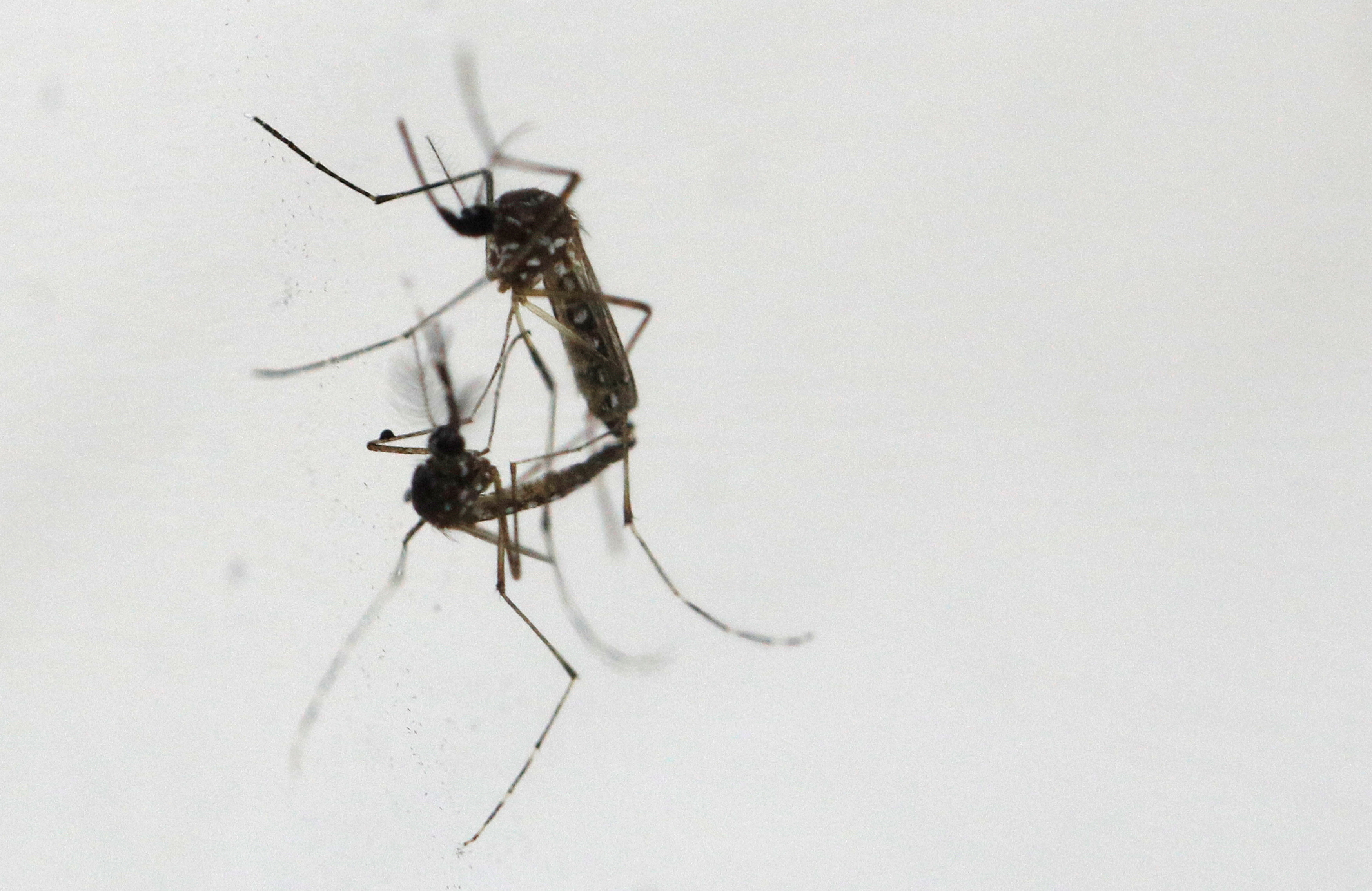 Wolbachia-infected mosquitoes to be released in stages to control dengue